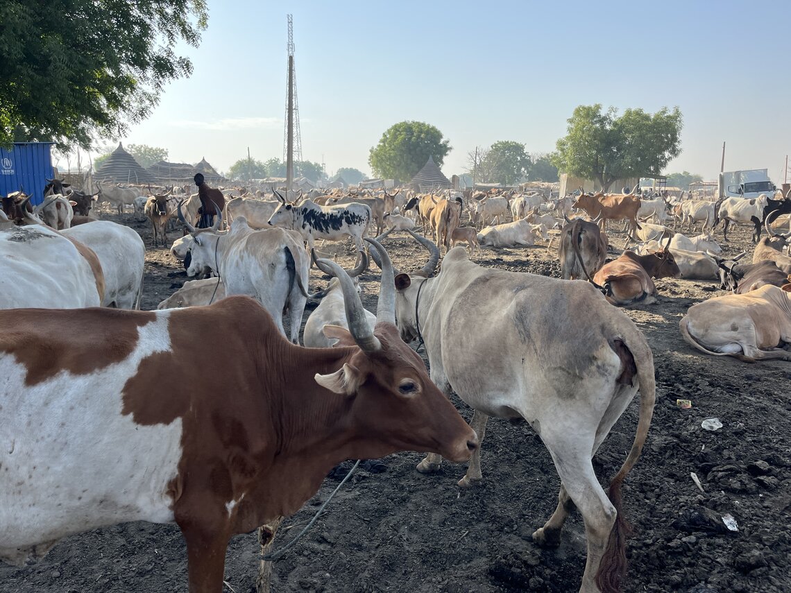 The cattle population in Abyei is sparse today: between the 2023 epidemic and insecurity, families now gather their cows in one place to avoid being singled out in cattle raids. UN Photo