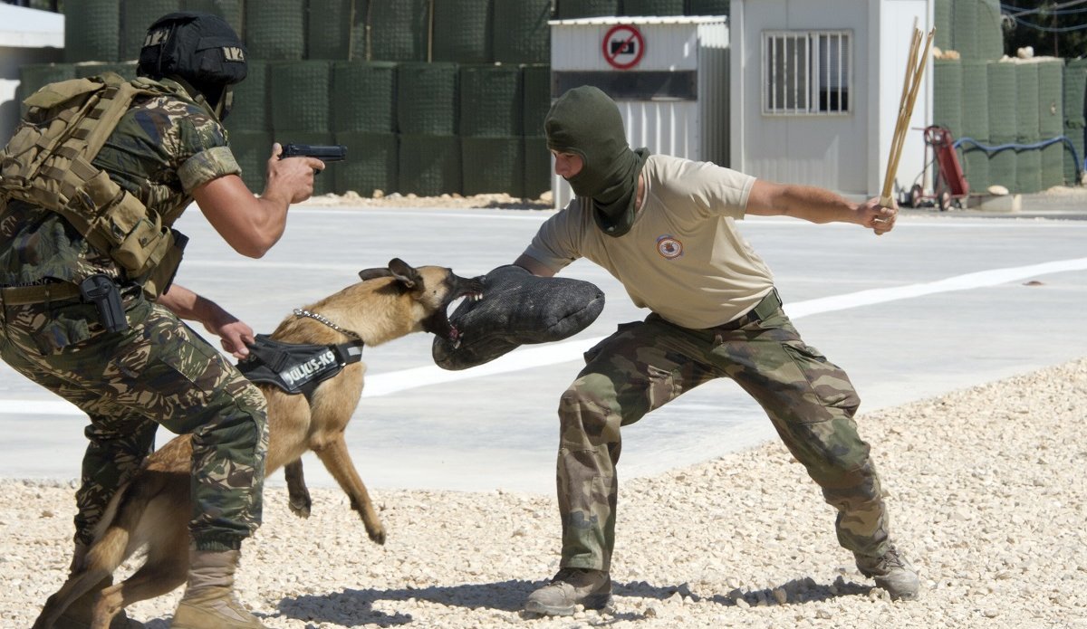 Ohana K9 Academy