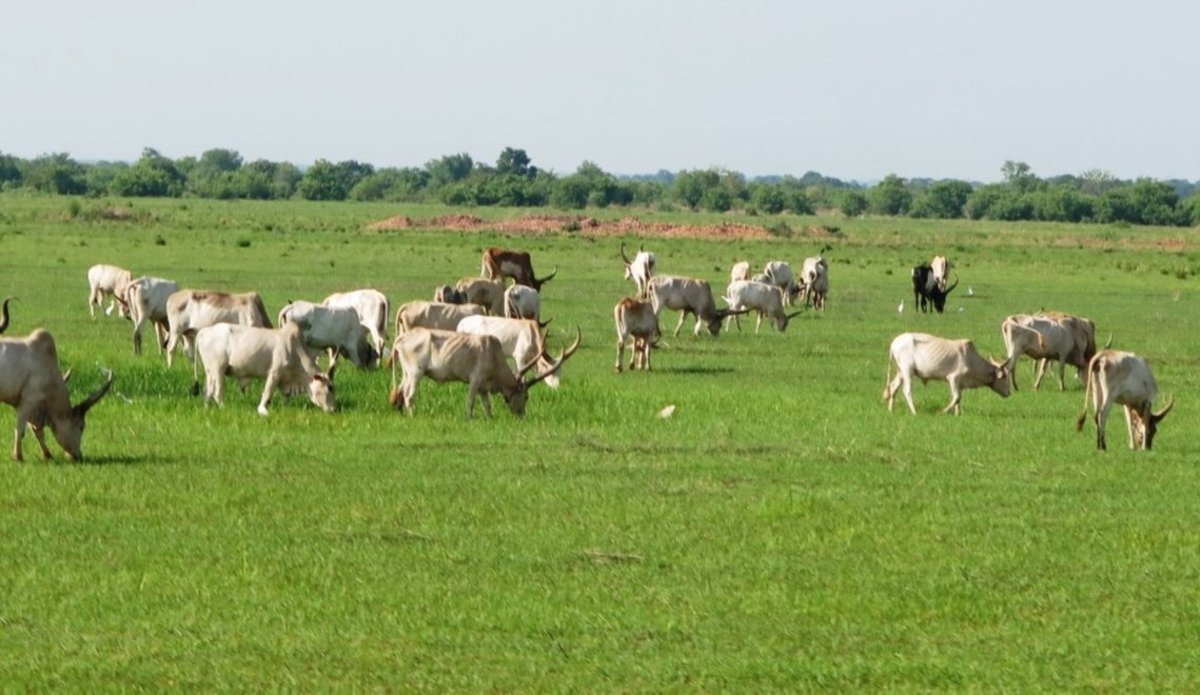Agreement on cattle migration has reduced conflicts between ...