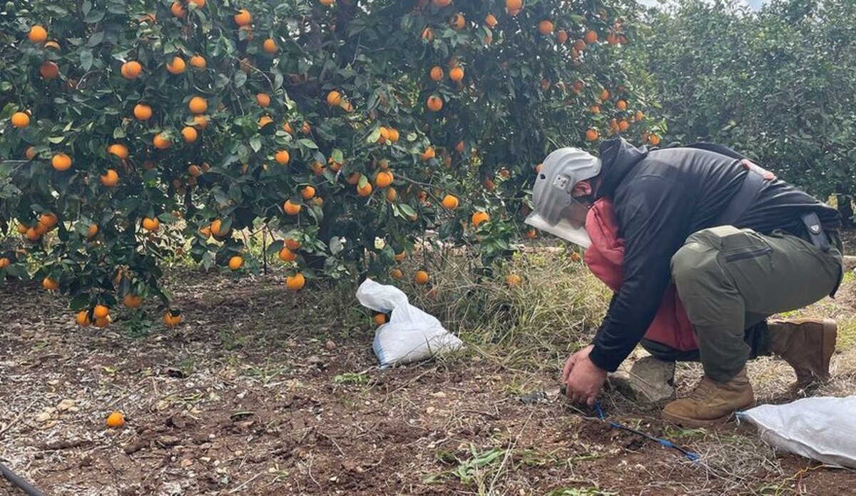 Someone crouches down under a fruit tree, wearing protective gear