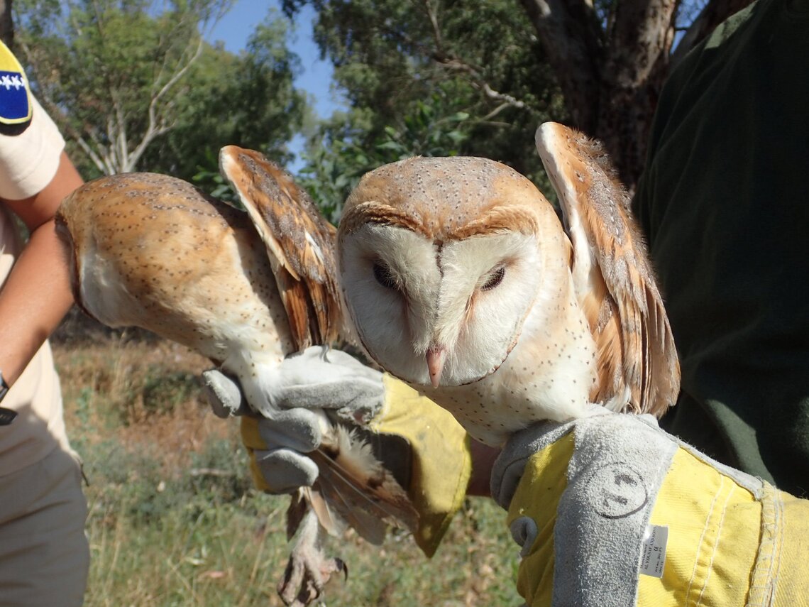 An owl in Cyprus