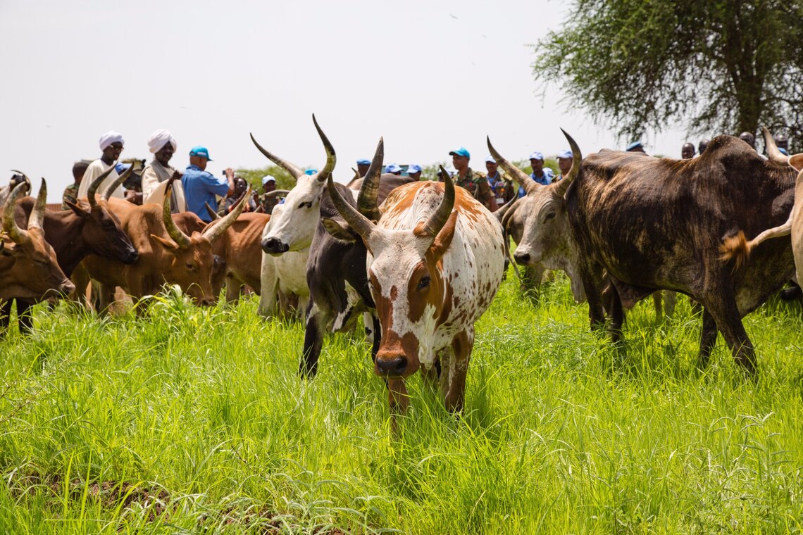 Cattle in a field in Abyei