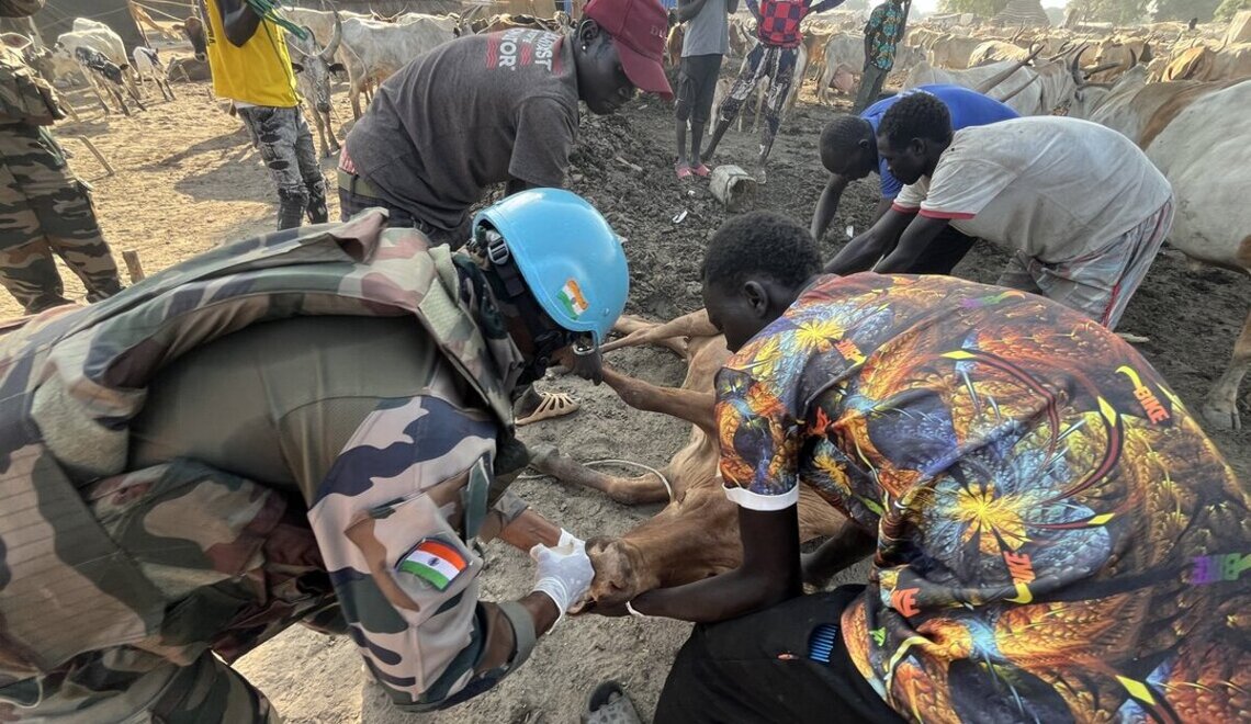 Vets from the UN peacekeeping mission in Abyei tend to cattle